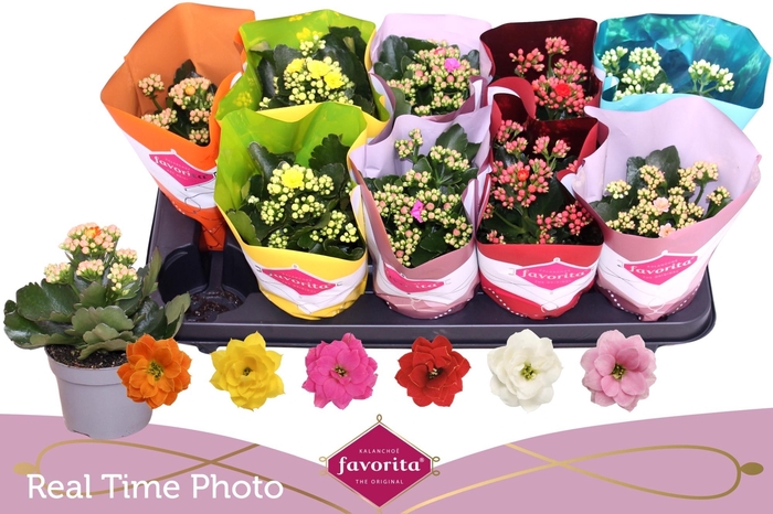 Kal Ge Perf Gem 6 Kl