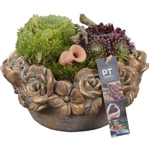 PTS7459 Arrangement Sempervivum in beton pot