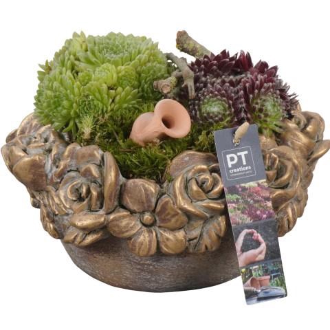 <h4>PTS7459 Arrangement Sempervivum in beton pot</h4>