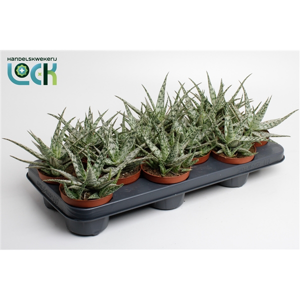 <h4>Aloe somaliensis</h4>