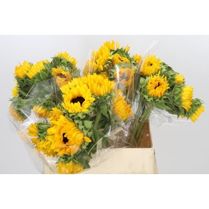 Helianthus Orange Fire
