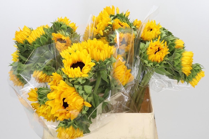 <h4>Helianthus Orange Fire</h4>