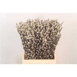 Salix Snow Flake Fresh 50cm