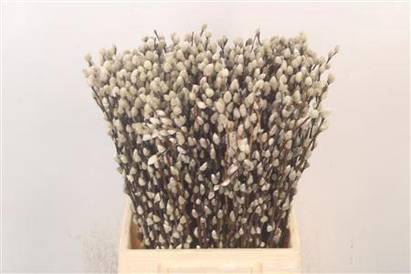 <h4>Salix Snow Flake Fresh 50cm</h4>
