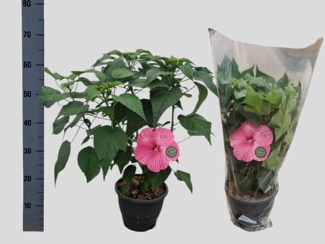 <h4>HIBISCUS M EX H P IM</h4>