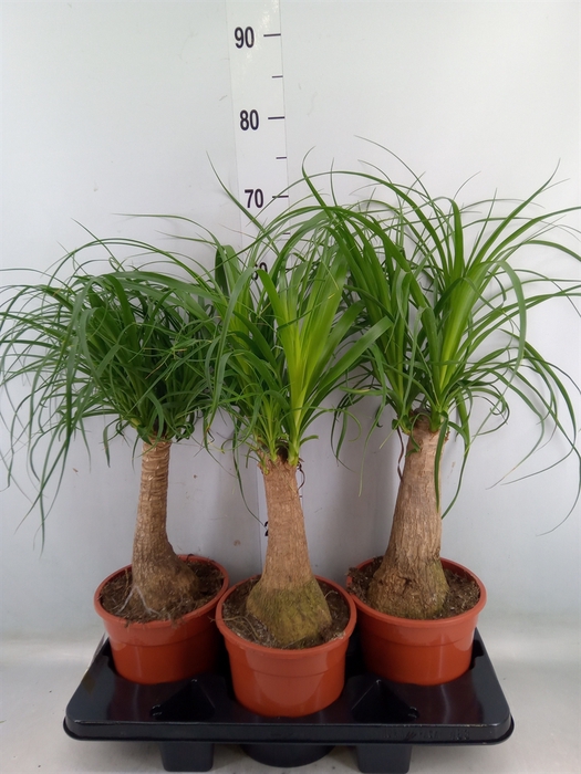 <h4>Beaucarnea recurvata</h4>