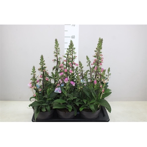 Digitalis Pink Panther