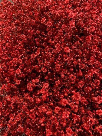 <h4>GYPS TINTED RED</h4>