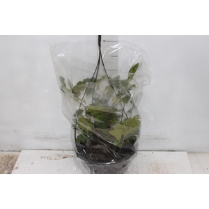 CISSUS C21