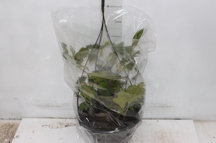 CISSUS C21