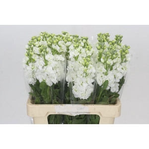 MATTH IRON WHITE