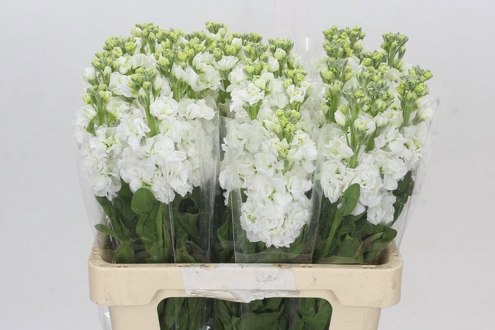 <h4>MATTH IRON WHITE</h4>