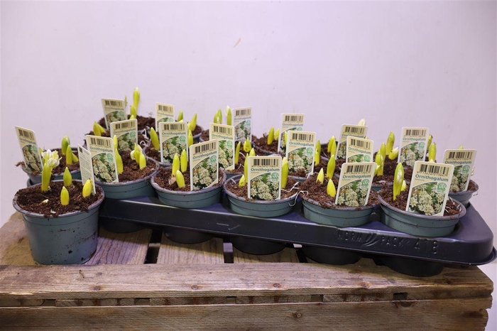 <h4>Ornit Balansae</h4>