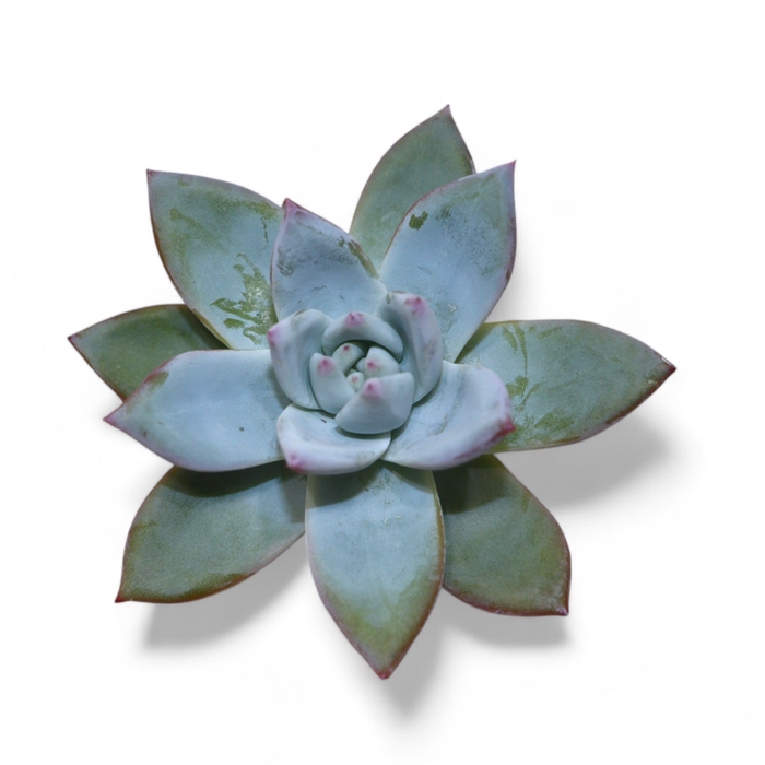 <h4>Echeveria Colorata Ice Cutflower Wincx-8cm</h4>