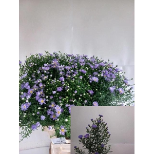 ASTER CASSANDRA AST CASSANDRA