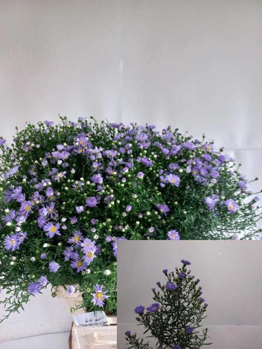 <h4>ASTER CASSANDRA AST CASSANDRA</h4>