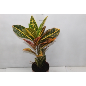 CROTON HIBRIDO VARIADO P17