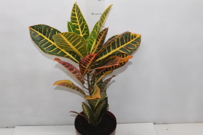 <h4>CROTON HIBRIDO VARIADO P17</h4>