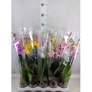 Phalaenopsis   ...mix
