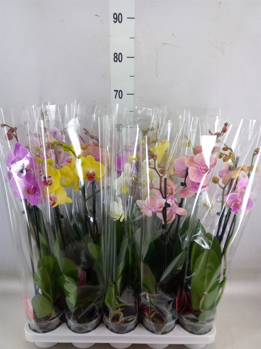 <h4>Phalaenopsis   ...mix</h4>