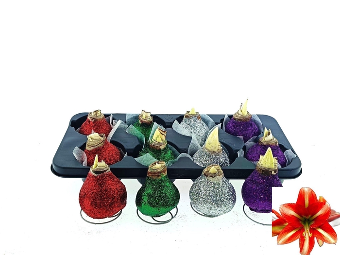 <h4>BLOEMBOL HIPPEASTRUM</h4>