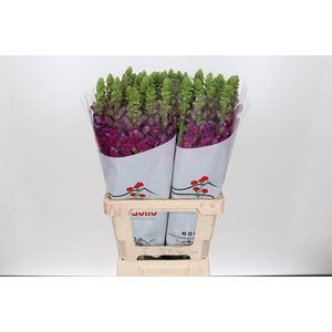 ANTIR POTOMAC PURPLE