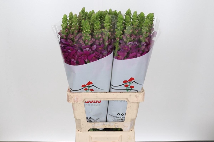 <h4>ANTIR POTOMAC PURPLE</h4>