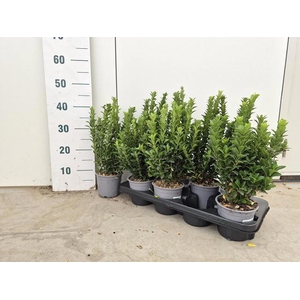 EUONYMUS JA GR SPIRE