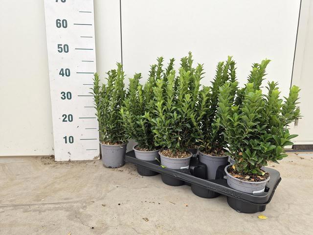 <h4>EUONYMUS JA GR SPIRE</h4>