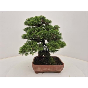 Juniperus chinensis, 21 cm