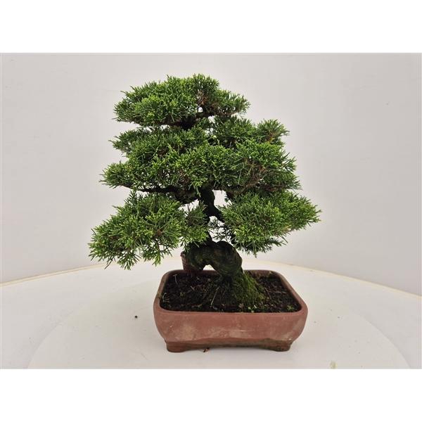<h4>Juniperus chinensis, 21 cm</h4>