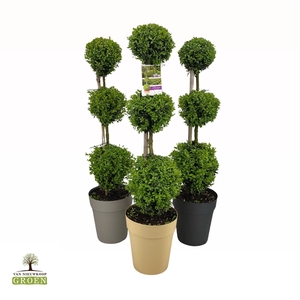 Buxus sempervirens Triobol M