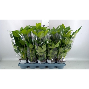 FATSIA JAPONICA  8PP