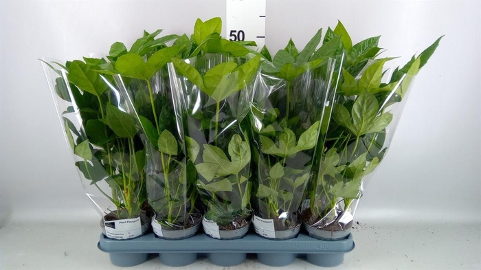 <h4>FATSIA JAPONICA 8PP</h4>