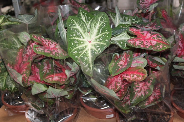 <h4>CALADIUM VARIADO C21</h4>