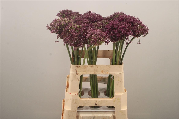 <h4>Allium Miami</h4>