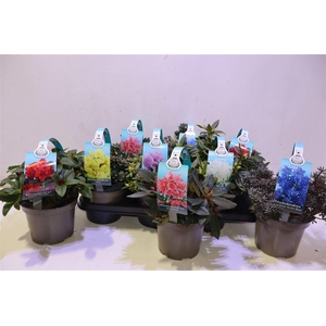 Rhod Gem In Draagpot