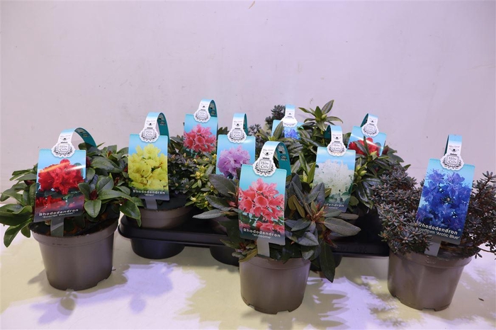 <h4>Rhod Gem In Draagpot</h4>