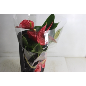 ANTHURIUM MICHIGAN P17 PREMIUM
