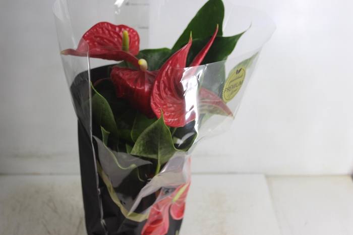 <h4>ANTHURIUM MICHIGAN P17 PREMIUM</h4>