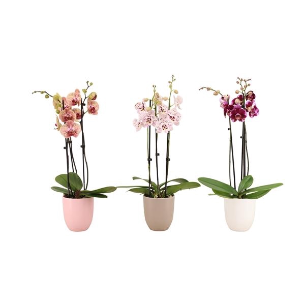 <h4>Hugo Hotel Mix Phal Mix 3T18+</h4>