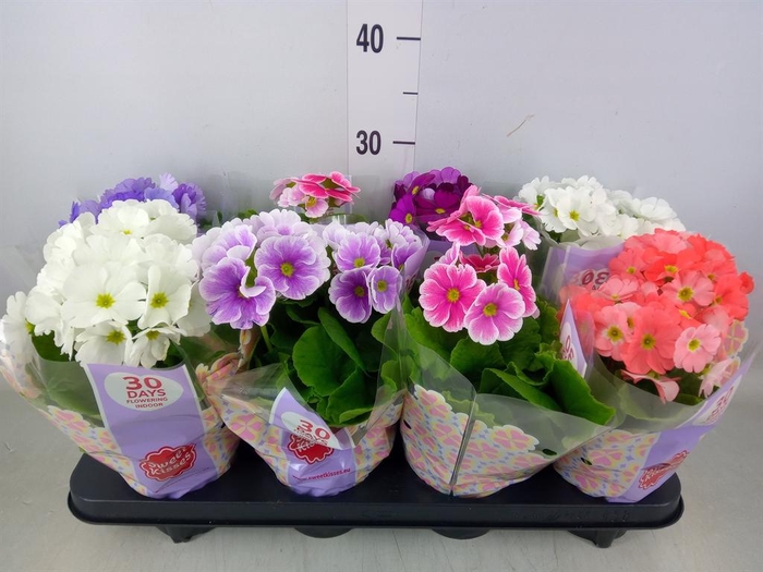 <h4>Primula obcon. 'Touch Me'   ...mix</h4>