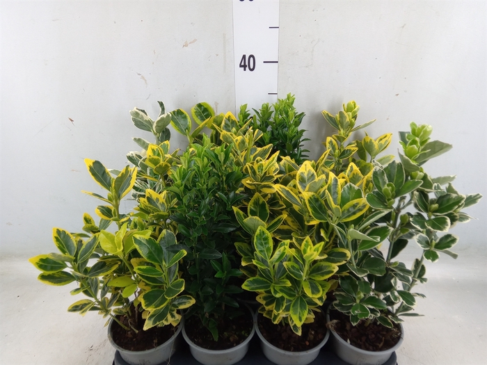 <h4>Euonymus japon.   ...mix</h4>