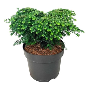 Tsuga can. 'Green Globe'