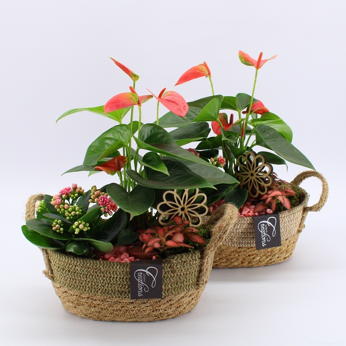 <h4>ANCR-2331 Anthurium creatie</h4>