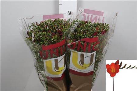 <h4>Fr En Red Passion</h4>