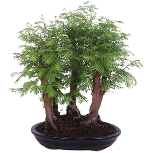 Outdoor Bonsai Metasequoia forest in 28cm ceramic