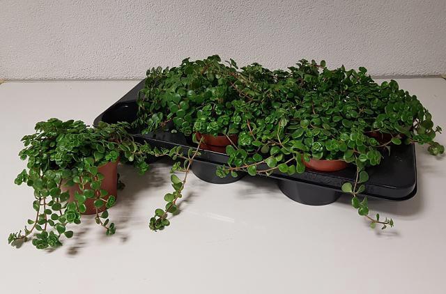 Sedum Overig