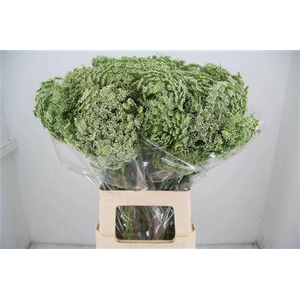 Ammi Vis Casablanca