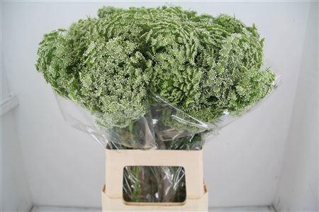 <h4>Ammi Vis Casablanca 70cm</h4>